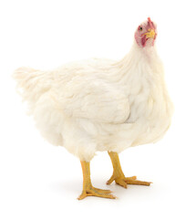 white hen isolated.