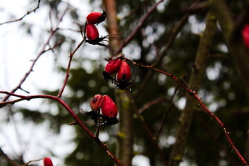 red berries in winter