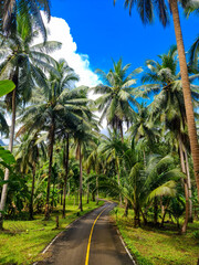 Road is immersed in the palm forest.