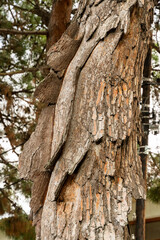 Beautiful and unusual bark texture. Trunk of a hundred-year-old Pitsunda pine Pinus brutia pityusa. Pine bark is intricately curved. Close-up. Nature concept for design.