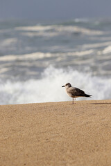 gaviota en la playa