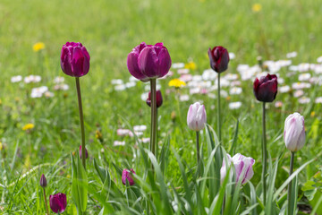 Obraz na płótnie Canvas Pink and purple tulips background, spring green lawn with daisy flowers