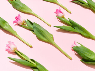 Creative layout with tulips on pink background. Flatlay, spring concept