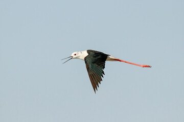 black-winged stilt himantopus himantopus in flight with open beak. Cute funny bird in wildlife with free space.