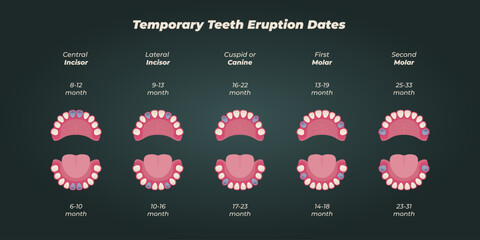 Medical dental diagram illustration. Orthodontist human tooth anatomy. Vector infographics with teeth diagrams.