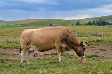 A cow licking a salt lick in the mountain pasture under a stormy sky. Salt lick is a simple way to provide animals with a complement of mineral salts.