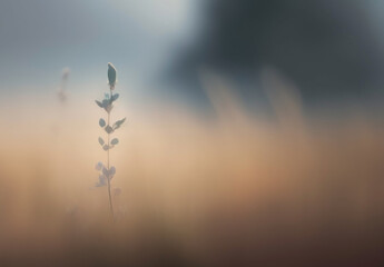 Wild grass in the morning. Blurred background with a bokeh effect, wallpaper with copy space. Generative AI.