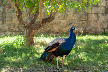peacock in the garden, Lokrum island. Dubrovnik, Croatia