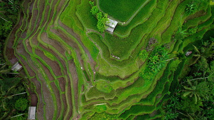 Rice terraces green fields in Bali Island Indonesia. Famous tourist attraction. Agriculture plantation. Mountain hill landscape.