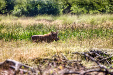 warthog walking  in the grassland in front of the african bush
