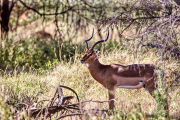 impala antelope  walking on a grass field