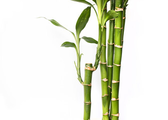 Lucky bamboos isolated on white background with copy space