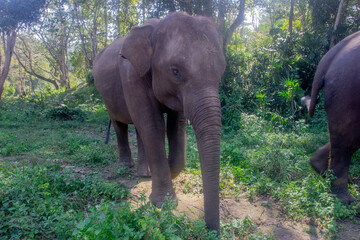 Elephant walking in the forest, elephant in the wild at a sanctuary in Chiang Mai Thailand