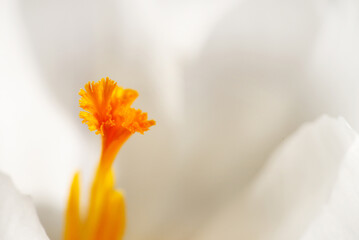 Abstract macro photo of the pistil of a white crocus flower