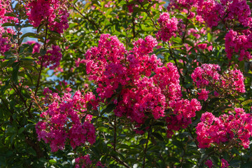 Obraz premium Beautiful dark red flowers on myrtle tree (Lagerstroemia indica) against blurred background of garden greenery. Close-up of red inflorescences. Selective focus. Nature concept for design.
