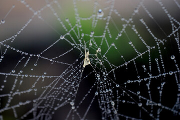 Dew drops on a spider web on a cold morning