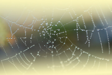 Dew drops on a spider web on a cold morning