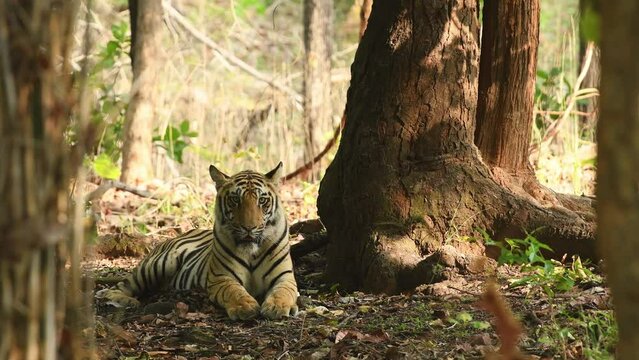 full shot of wild male bengal tiger or panthera tigris tigris in natural environment in safari at bandhavgarh national park forest tiger reserve madhya pradesh india asia