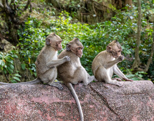 Macaques d'Asie dans le temple phnom Sampov