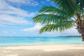 Naklejka na ściany i meble Palm tree on white tropical beach. Travel background.