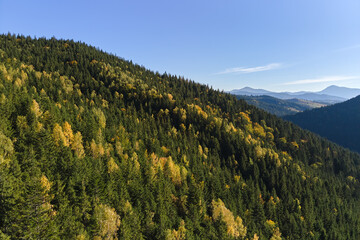 Aerial view of hillside with dark spruce forest trees at fall bright day. Beautiful scenery of wild mountain woodland