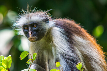 Portrait of Zanzibar red colobus (Piliocolobus kirkii) monkey with green background. Jozani Forest, Zanzibar. Close up photo of Red colobus monkey. Tanzania.  