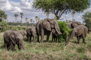 
A group of elephants in Tarangire National Park in Tanzania. Safari in Africa. Adult and young elephants standing in the grass with palma trees in the background. 