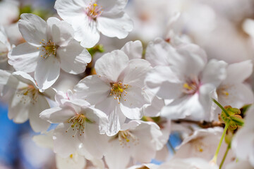 Obraz na płótnie Canvas Cherry tree blossom, flower close up, spring background