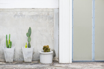 Green cactus in white pot and white door with green leaves