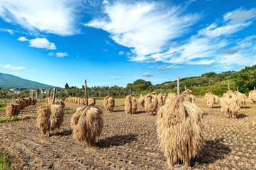 【水田・稲作】実りの秋。津軽の稲刈り後の天日乾燥