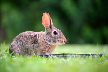 Grey small hare eating grass on summer field. Wild rabbit in nature