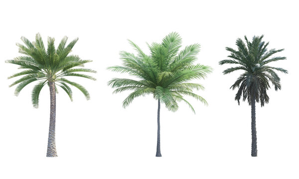 Palm tree coconut palm Date Palm set png alpha channel