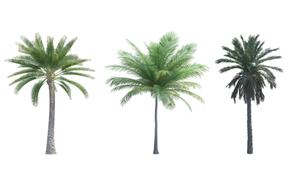 Palm tree coconut palm Date Palm set png alpha channel