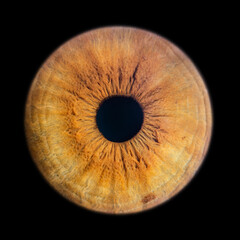 Human eye iris close up isolated on black background