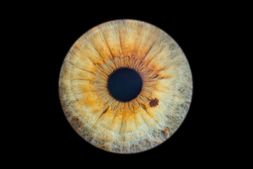 Human eye iris close up isolated on black background