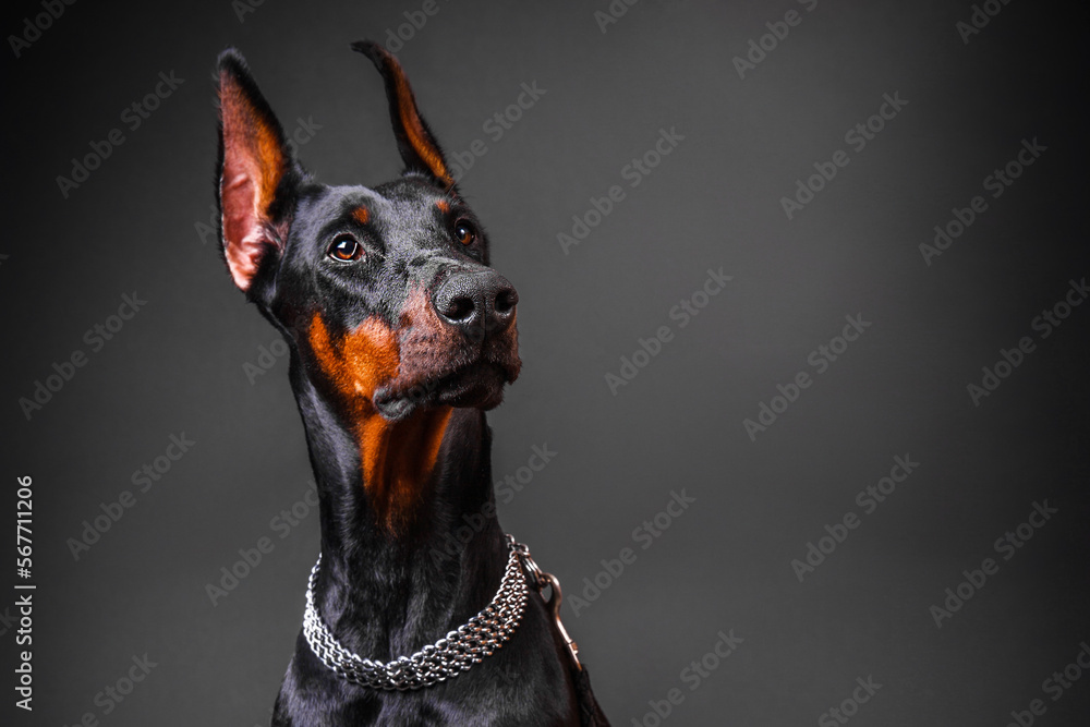 Wall mural Doberman dog breed looks up on a dark background