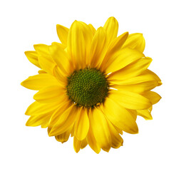 sunflower element PNG format is easy to use