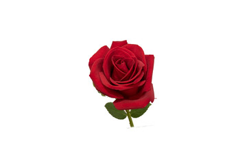 red rose element easy to use flowers