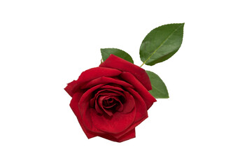 red rose element easy to use flowers