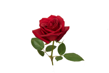 red rose element easy to use flowers