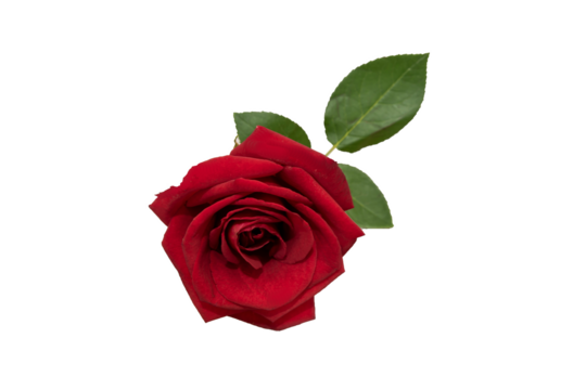 red rose element easy to use flowers