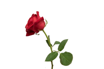 Foto op Plexiglas red rose element easy to use flowers © Thomas