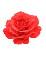 red rose element easy to use flowers