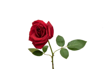 Gordijnen red rose element easy to use flowers © Thomas