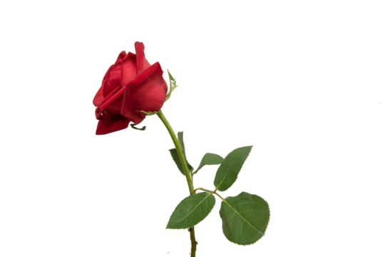 red rose element easy to use flowers