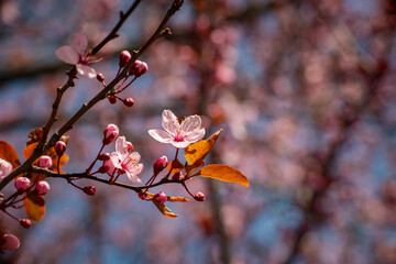 Beautiful spring sakura branches with flowers on a cloudy day macro photography