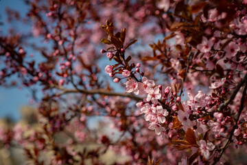 Beautiful spring sakura branches with flowers on a cloudy day macro photography