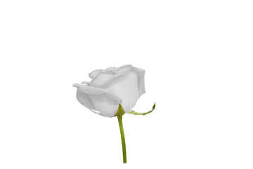 white rose element white flower element easy to use