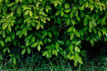Leaves of Murraya paniculata (orange jasmine, orange jessamine, china box, mock orange)