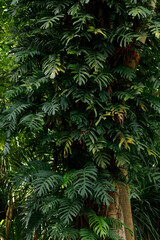 Naklejka na ściany i meble Monstera deliciosa plant (Swiss cheese plant, split-leaf philodendron) on the tree.